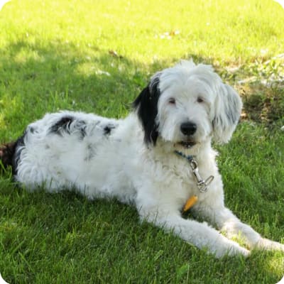 Photo of Portuguese Water Dog