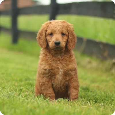Photo of Mini Goldendoodle