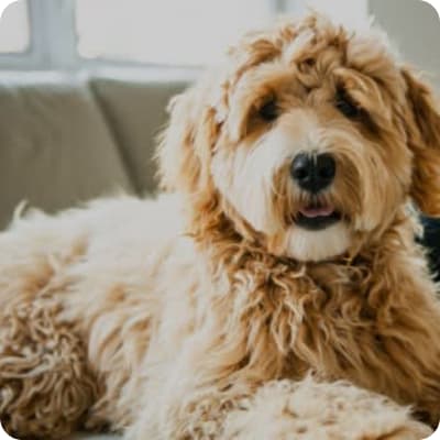Photo of Australian Labradoodle