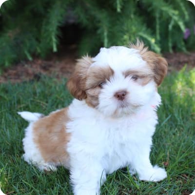 Photo of Lhasa Apso