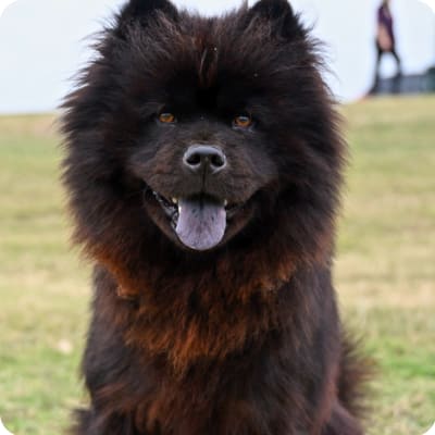 Photo of Chow Chow