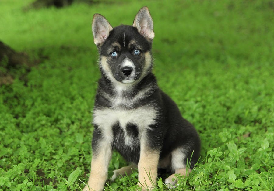 Photo of Gerberian Shepsky