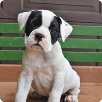 Photo of Olde English Bulldogge