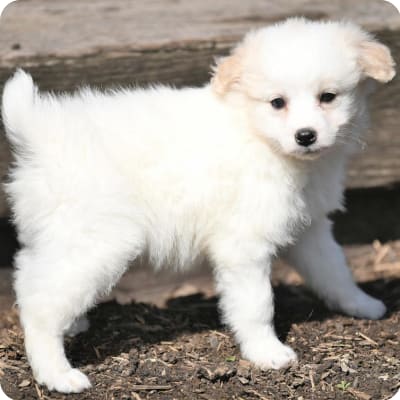 Photo of Eskipoo