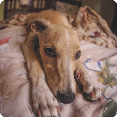 Photo of Italian Greyhound