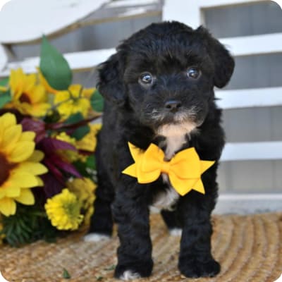 Photo of Lhasa Poo