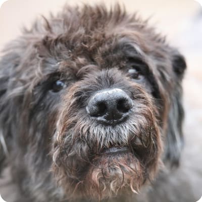 Photo of Bouvier Des Flandres
