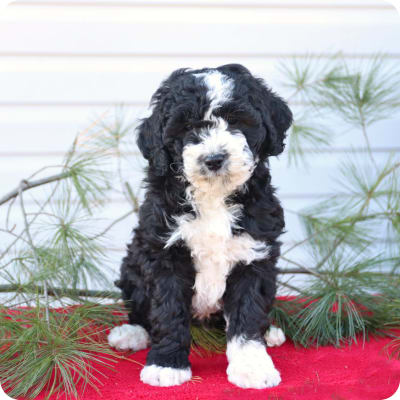 Photo of Mini Goldendoodle
