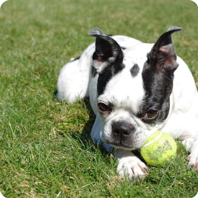 Photo of Boston Terrier