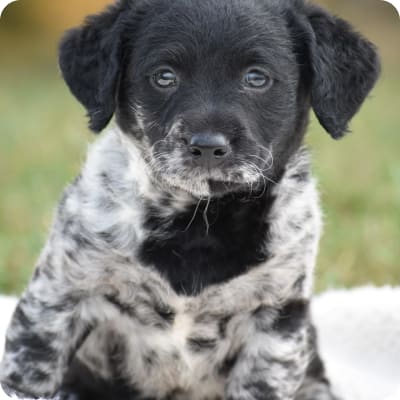 Photo of Mini Labradoodle