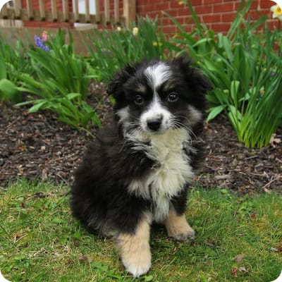 Photo of Toy Australian Shepherd