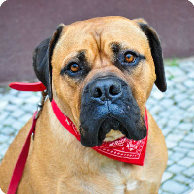 Photo of Bullmastiff