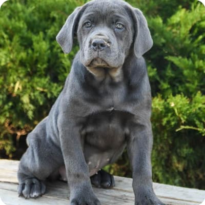 Photo of Cane Corso