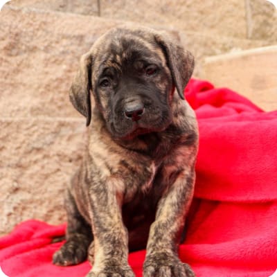 Photo of English Mastiff