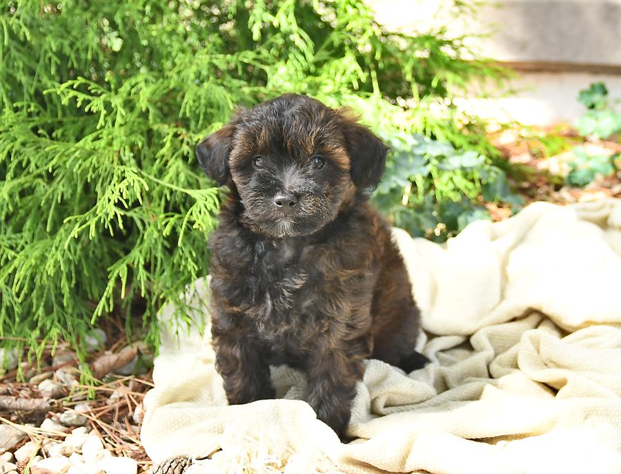 Photo of Pomapoo