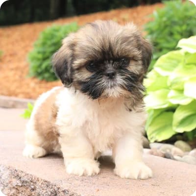 Photo of Shih Tzu