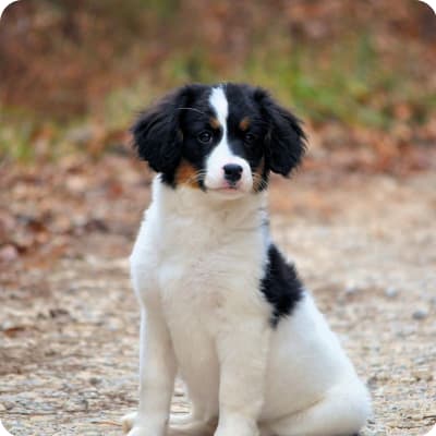 Photo of Miniature Bernese Mountain Dog