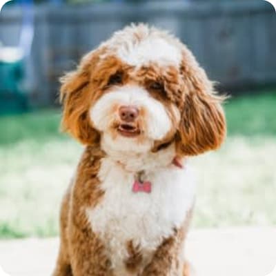 Photo of Australian Labradoodle