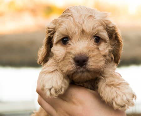 Photo of Australian Labradoodle