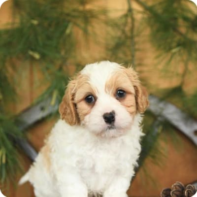 Photo of Cavachon