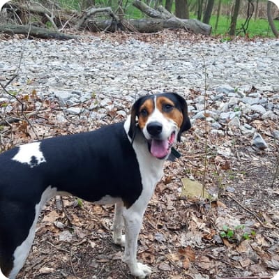 Photo of Coonhound