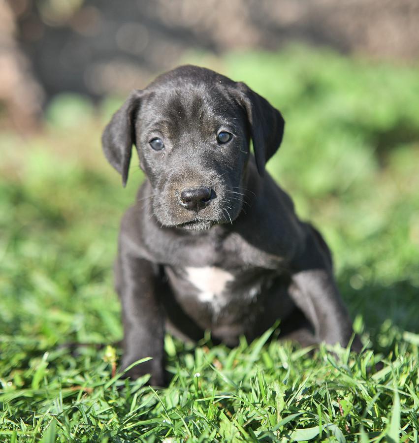 Photo of Great Dane