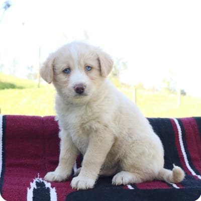 Photo of Huskipoo