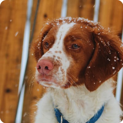 Photo of Brittany Spaniel