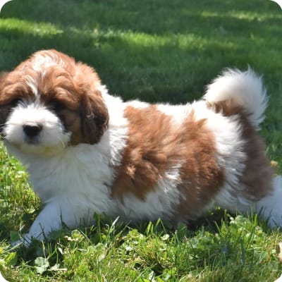Photo of Saint Berdoodles