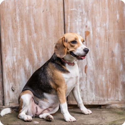 Photo of Beagle