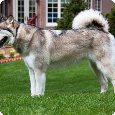 Photo of Alaskan Malamute