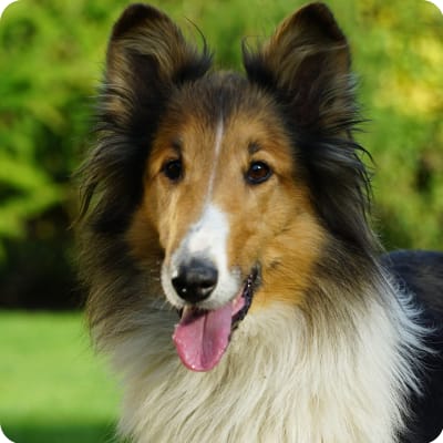 Photo of Scotch Collie