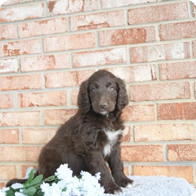 Photo of Newfypoo