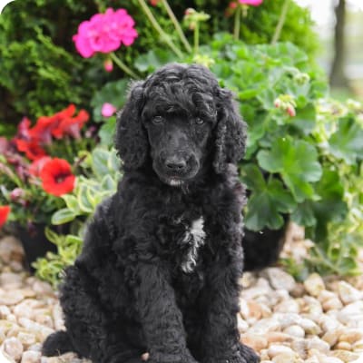 Photo of Standard Poodle