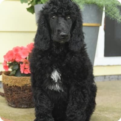 Photo of Standard Poodle
