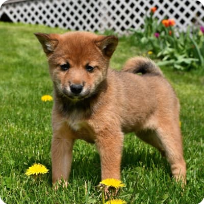 Photo of Shiba Inu