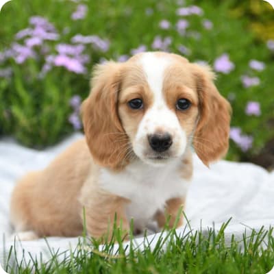 Photo of Miniature Dachshund