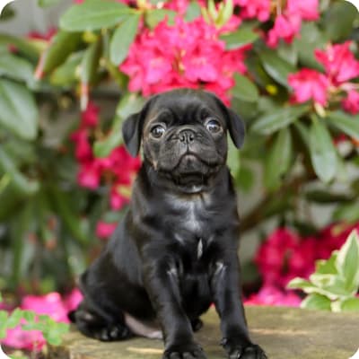 Photo of Pug