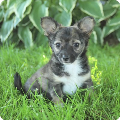 Photo of Chihuahua