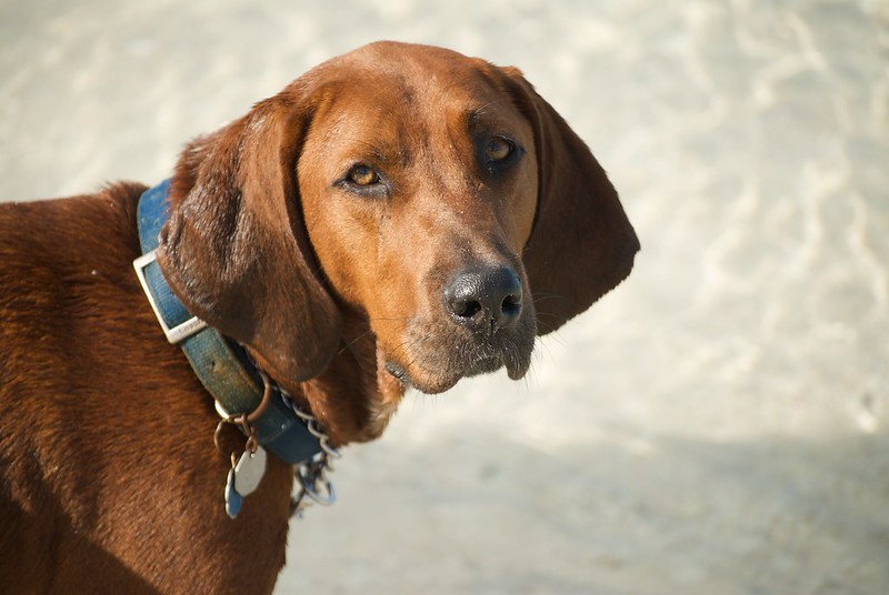 Photo of Coonhound