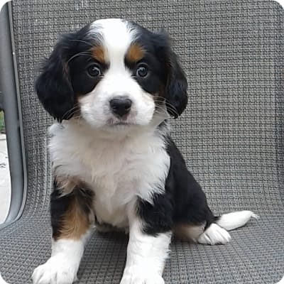 Photo of Miniature Bernese Mountain Dog