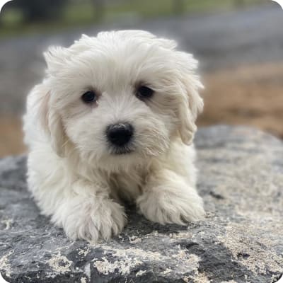 Photo of Coton De Tulear