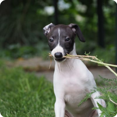 Photo of Italian Greyhound