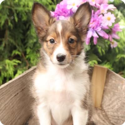 Photo of Shetland Sheepdog