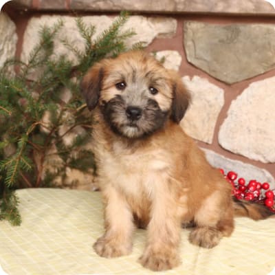 Photo of Soft Coated Wheaten Terrier