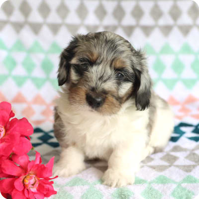 Photo of Miniature Dachshund