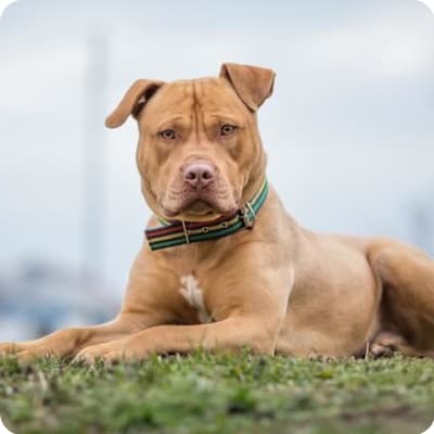 Photo of American Staffordshire Terrier