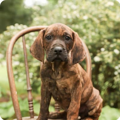 Photo of Coonhound