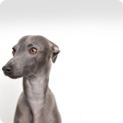 Photo of Italian Greyhound