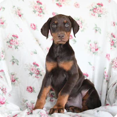 Photo of Doberman Pinscher